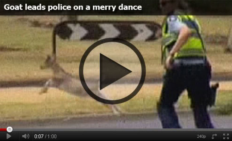 goat leads police on a merry chase