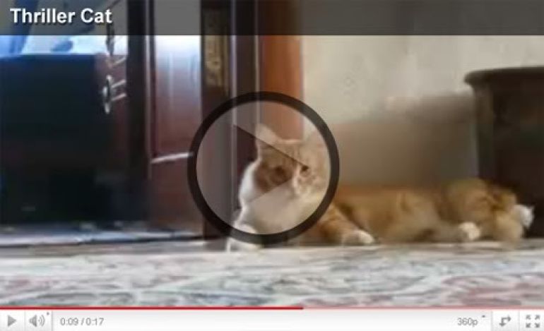 Thriller Cat