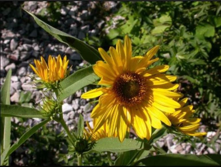 sunflower.JPG