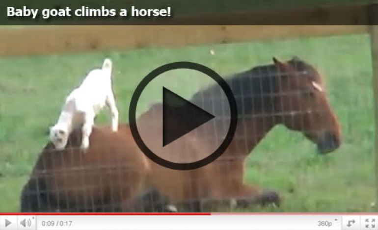 Baby goat climbs a horse