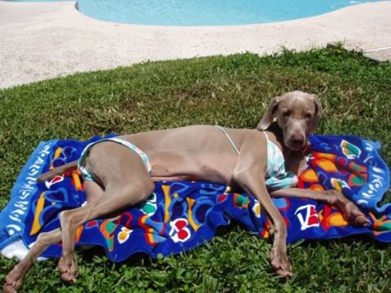 why dogs bite