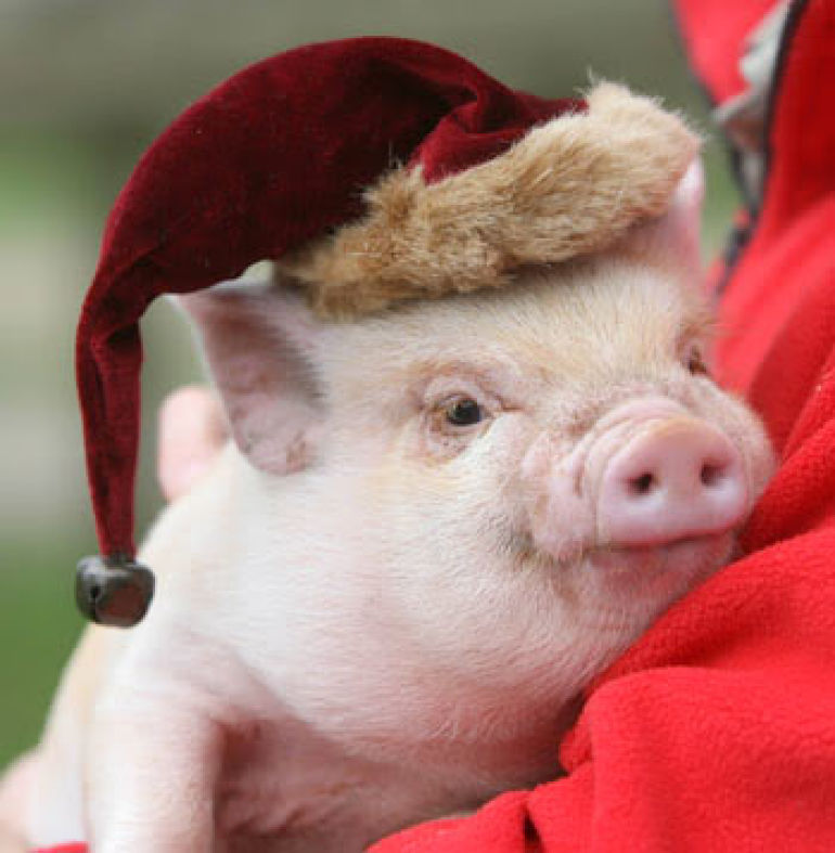 christmas pet