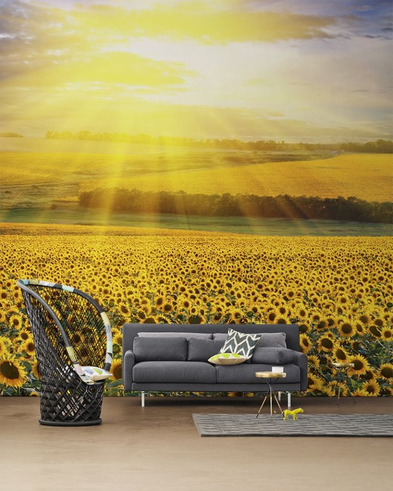 Sunflower Field Photo Wallpaper