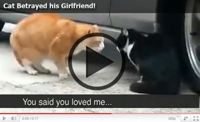 Cat betrayed!