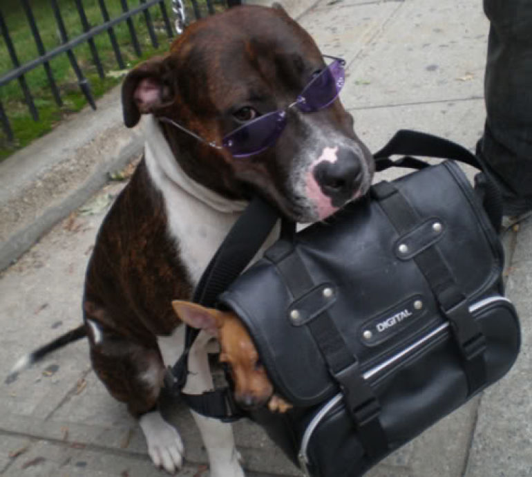why dogs bite