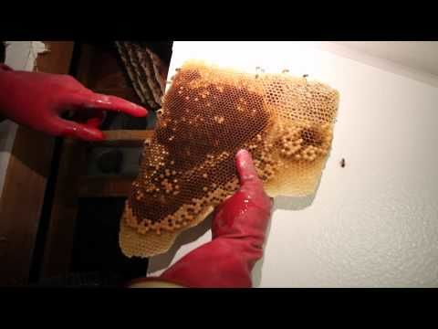 How to remove 50 000 bees from inside your wall