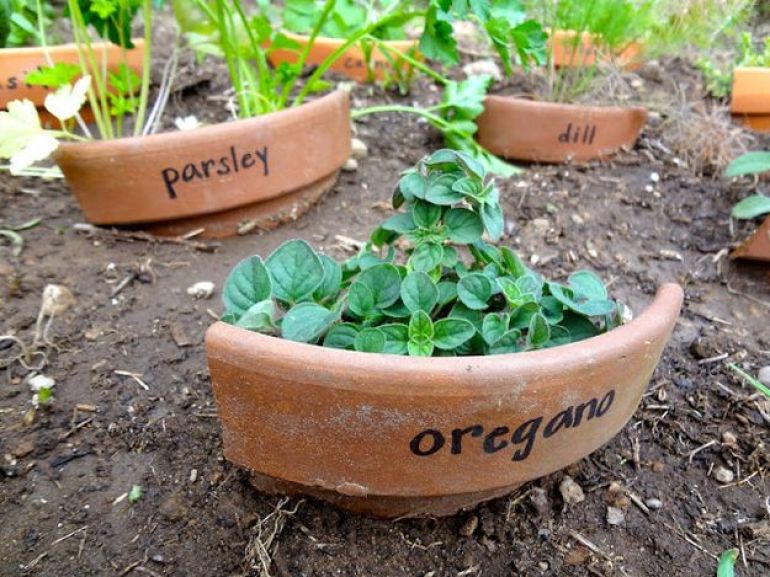 plant1.jpg
