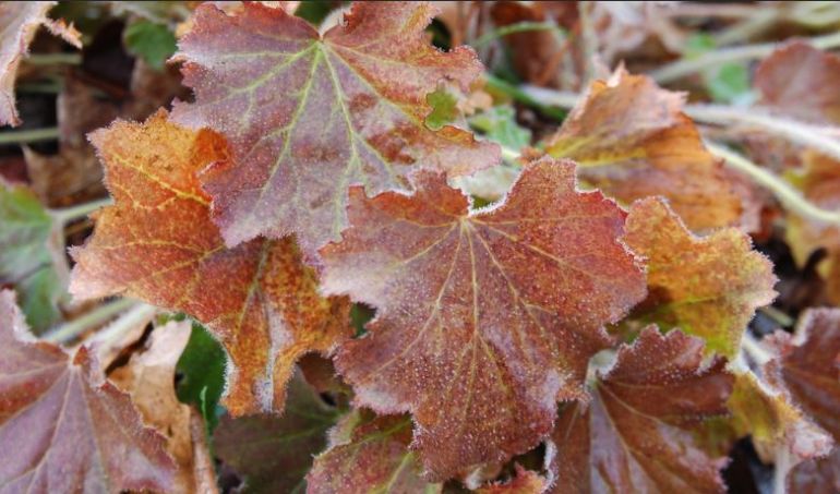 autumn.JPG