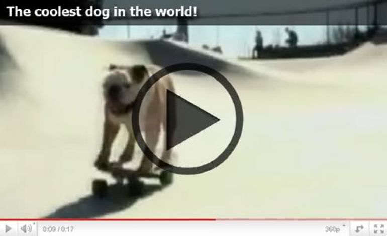 coolest dog ever