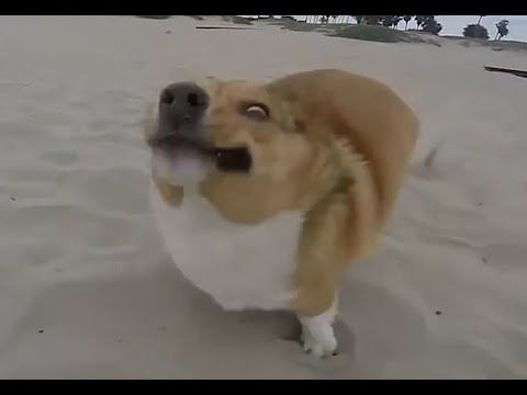 Dogs that Fail at Being Dogs
