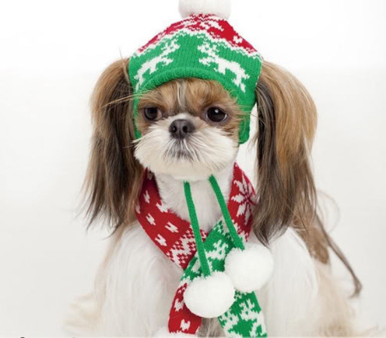 christmas pet