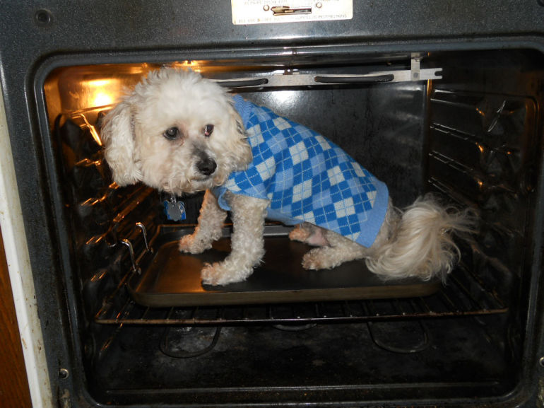Dogs Failing Dismally At Appliance Repair