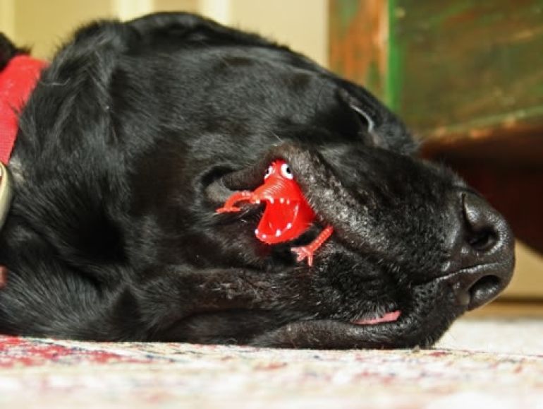 why dogs bite