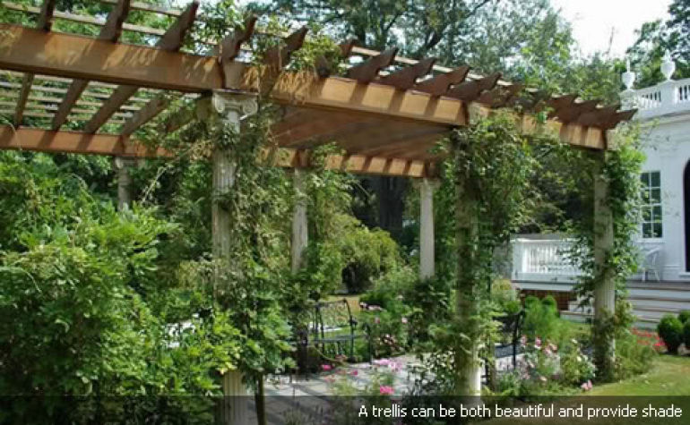 vine trellis