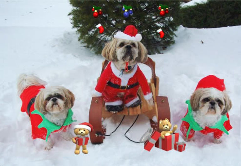 christmas pet
