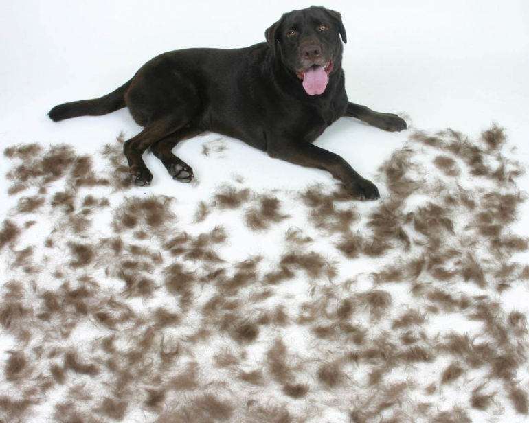 5 Petcare Peeves And How To Prevent Them In Your Home