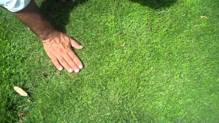 Want The Goss On Grasses?