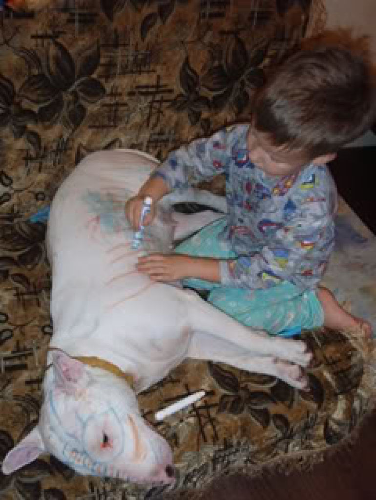 Why dogs bite