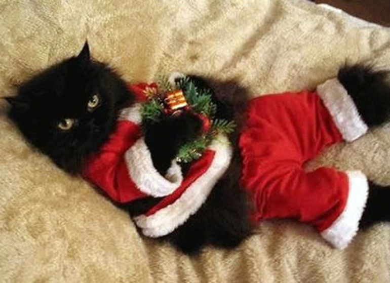 christmas pet