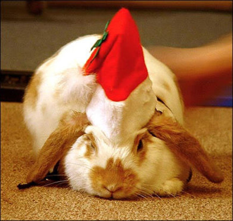 christmas pet