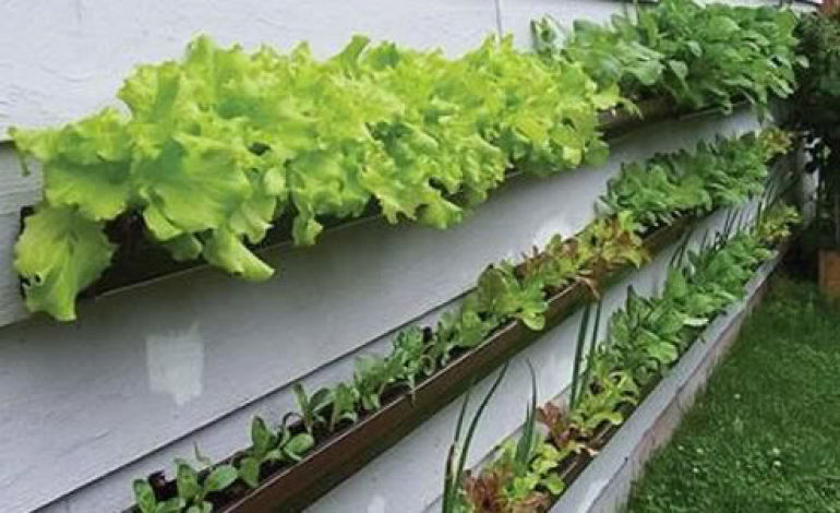 gutter garden