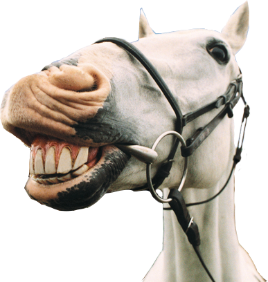 Horses are people