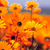 Essendon Fields Garden Maintenance Logo