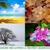 All Seasons Tree Lopping & Property Maintenance Logo