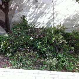 32 Wynnstay Road - Tree Waste.jpg
